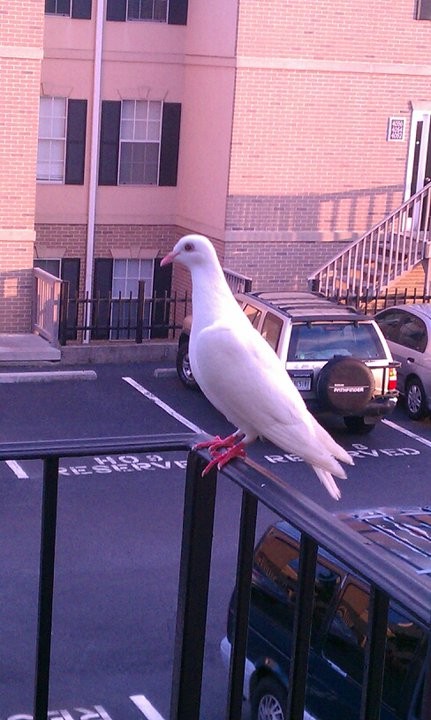 bird.jpg